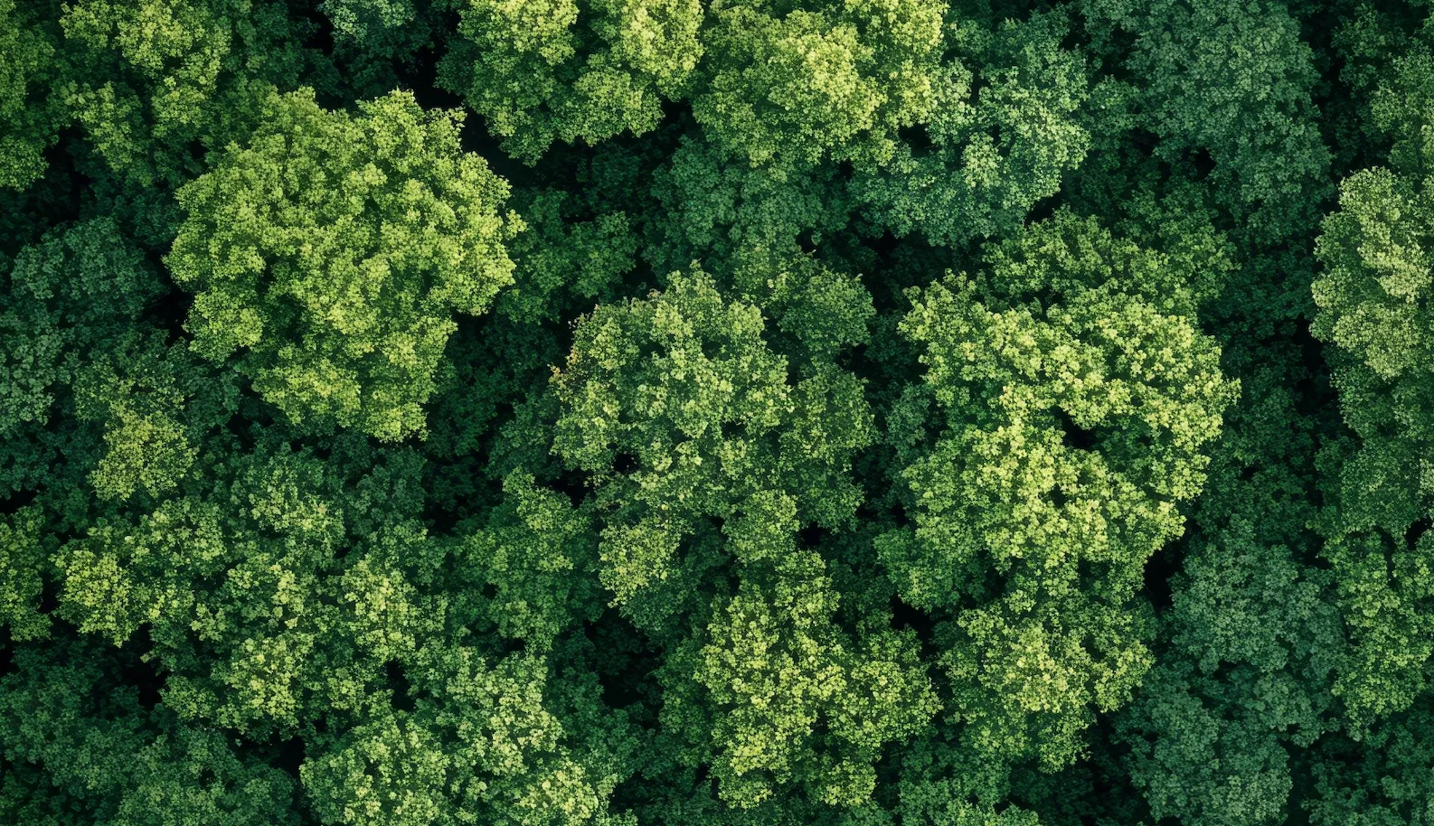 Environmental consultation